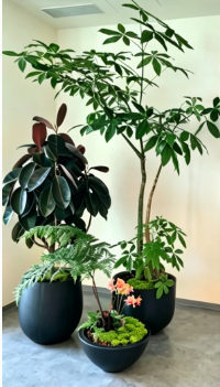 宁波绿植租摆布置怎么学好？零基础入门指南